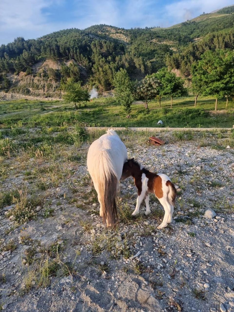 Sancho Farm Albania Villa Memaliaj Eksteriør billede